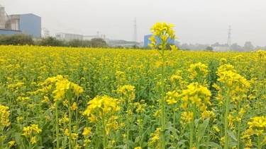 ব্রাহ্মণবাড়িয়ায় সরিষার বাম্পার ফলনের আশা