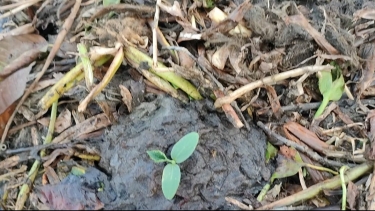কোটালীপাড়ায় কচুরিপানার ভাসমান বেডে সবজি আবাদ