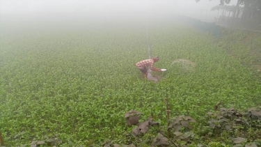 পঞ্চগড়ে ১০ ডিগ্রি তাপমাত্রা